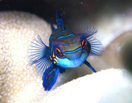ニシキテグリ　mandarin dragonet　Synchiropus splendidus　Mandarinfish