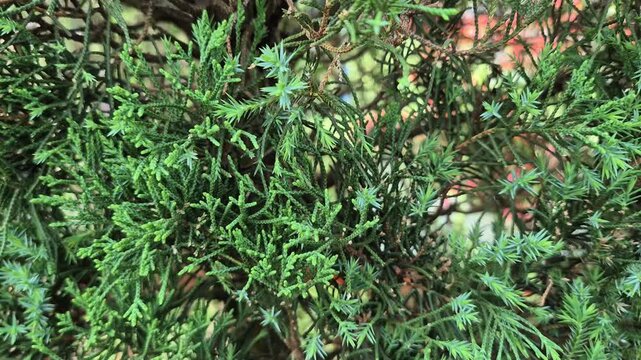 Close-up Detail of Fresh Green Juniperus Juniper Tree Leaves