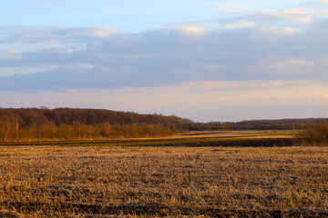 Wide agricultural field with remnants of dry stubble during a picturesque evening sunset. Dense forest belt is visible on the horizon, and the sky is covered with soft clouds with a pink tint. © Олег Струс