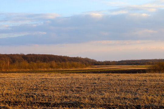 Wide agricultural field with remnants of dry stubble during a picturesque evening sunset. Dense forest belt is visible on the horizon, and the sky is covered with soft clouds with a pink tint.