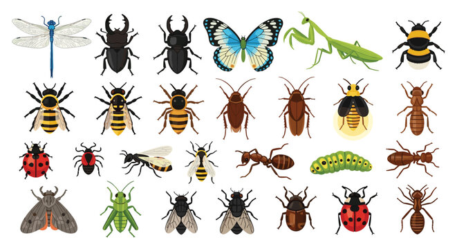Insect Illustration Set with Butterfly Bee Beetle Ant Cockroach Dragonfly and Cartoon Bug Collection Designs.