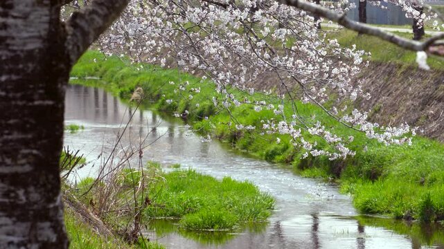 春、桜満開の鳥羽川