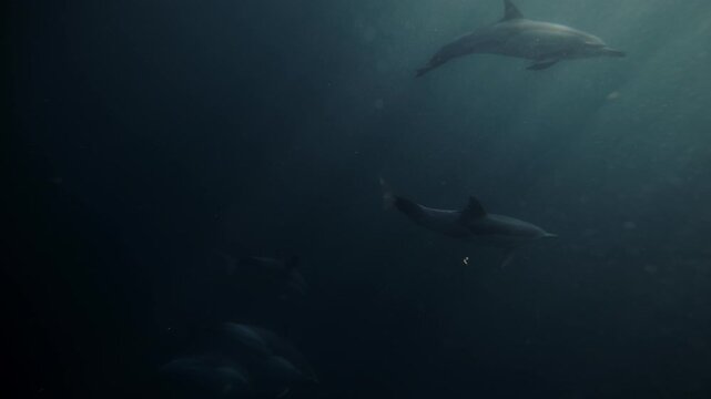 Pod of dolphins hunting sardines in dark ocean waters during the spectacular sardine run, dramatic underwater wildlife action with fast moving marine predators and fish bait ball