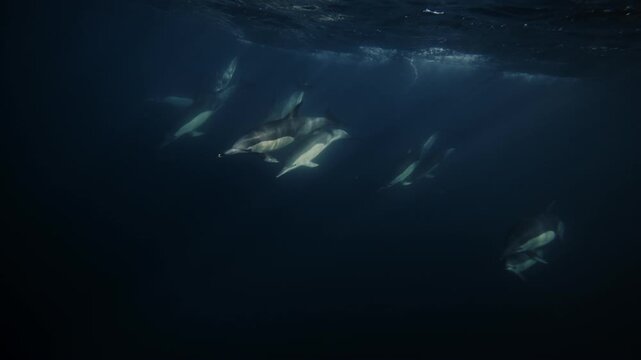 Pod of dolphins hunting sardines in dark ocean waters during the spectacular sardine run, dramatic underwater wildlife action with fast moving marine predators and fish bait ball