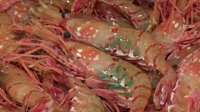 北海道のエビ_Hokkaido Shrimp