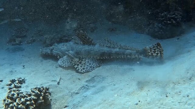 Crocodile fish cymbacephalus beauforti camouflaged on the sandy ocean floor in the red sea, egypt