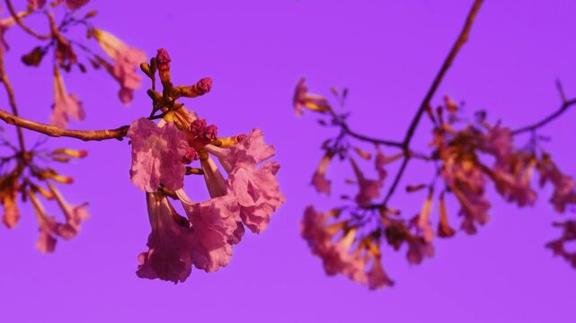 Surreal Pink Tabebuia Blossoms Against Purple Sky, Symbol of Renewal and Dream