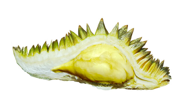 Thai Monthong Durian pulp isolated on transparent background.