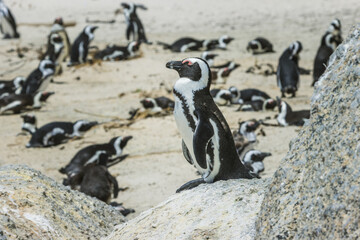 African penguin standing alert among resting colony at Boulders Beach, Simon's Town © Wikus