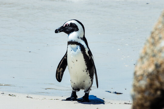African penguin standing alert on sandy beach at Boulders Beach, Simon's Town