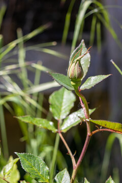 Rose bud with green leaves in natural sunlight