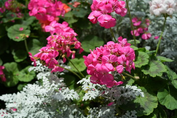 Obraz premium flowers in the garden