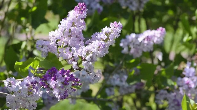 Lilac flowers blossom in park - Branch with purple petals blooming and swaying in the wind - Spring nature landscape.