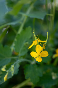 Yellow wildflower blooming in green meadow