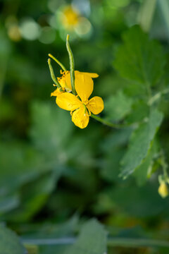 Yellow wildflower blooming in green natural background