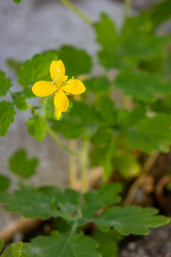 Yellow wildflower with green foliage