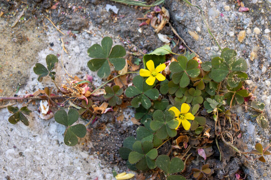 Yellow wildflowers growing in concrete crack