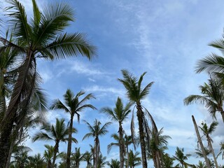 Fototapeta premium Tropical palm trees under a clear blue sky on a sunny day