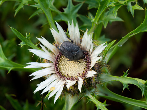 Black scarab beetle rests inside white silver thistle Carlina flower alpine meadow