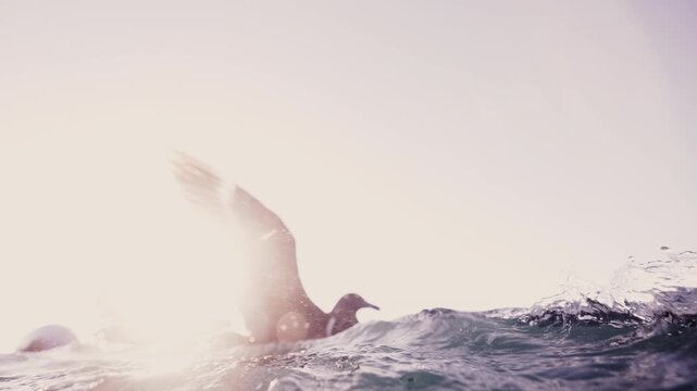 Cape gannet paddling underwater with powerful webbed feet, split level ocean wildlife shot showing seabird above and below water surface in dramatic marine environment