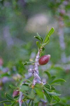Close-up of Argania spinosa (argan tree) fruit and leaves in the Arganeraie region of Morocco, captured in soft natural light.