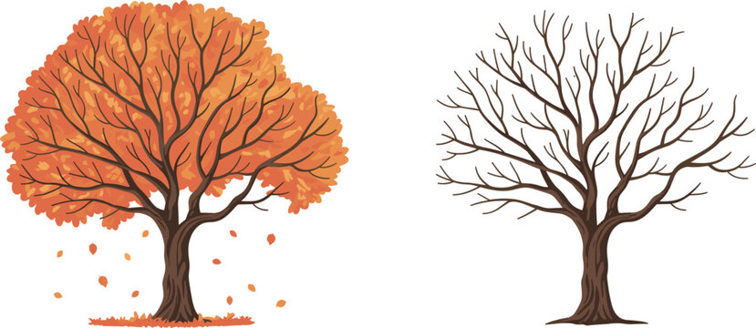 Autumn and winter tree vector set, seasonal nature illustration isolated bare and leafy trees