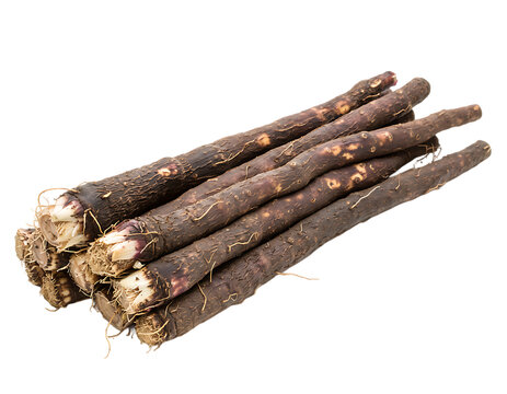 Freshly Harvested Black Salsify Roots Displayedon Transparent Background PNG	