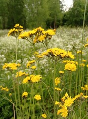 Obraz premium A few blooming tall hawkweeds growing in a meadow with cow parsleys in June.
