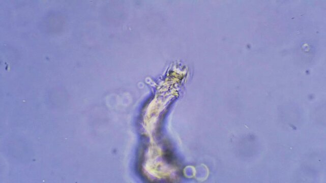 Rotifer - Micro organism at microscope magnification
