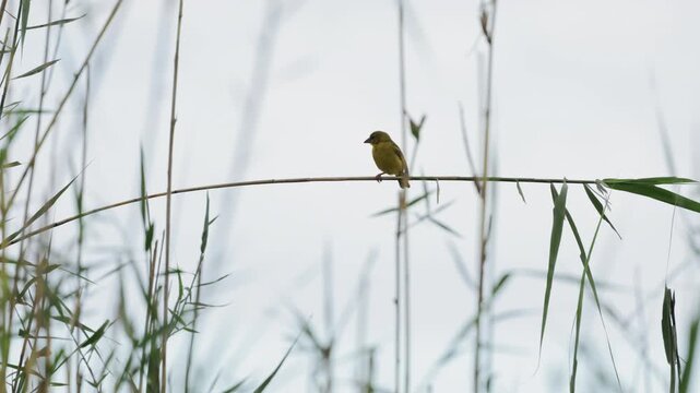 Weaver birds perched on bamboo-like reeds in dense tropical vegetation, small wild birds resting among lush green branches in natural habitat with soft light and detailed wildlife composition in