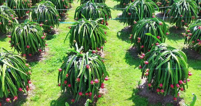 Sunny summer view of a ripe dragon fruit plantation in Vietnam. Rows of green cactus plants are covered with vibrant red dragon fruits under bright midday sunlight.