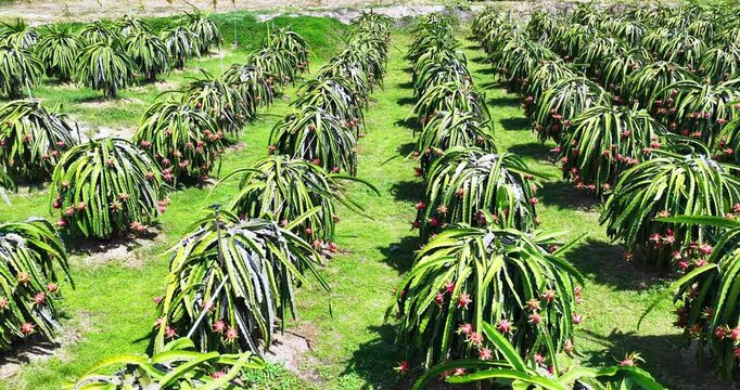 Sunny summer view of a ripe dragon fruit plantation in Vietnam. Rows of green cactus plants are covered with vibrant red dragon fruits under bright midday sunlight.