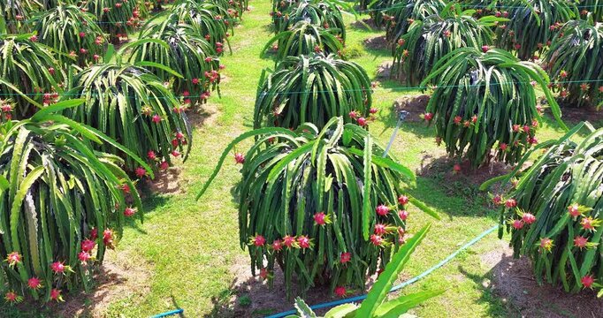 Sunny summer view of a ripe dragon fruit plantation in Vietnam. Rows of green cactus plants are covered with vibrant red dragon fruits under bright midday sunlight.