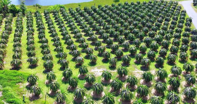 Sunny summer view of a ripe dragon fruit plantation in Vietnam. Rows of green cactus plants are covered with vibrant red dragon fruits under bright midday sunlight.