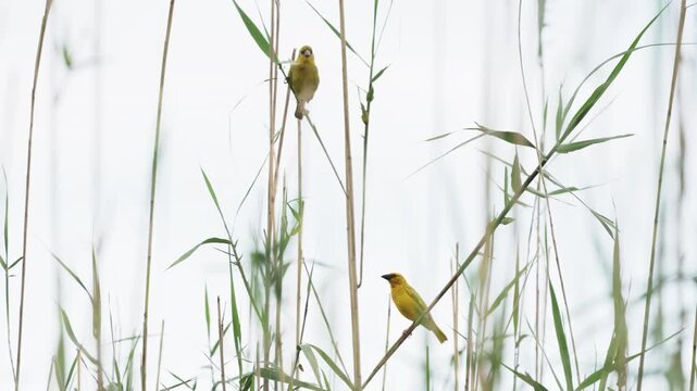Weaver birds perched on bamboo-like reeds in dense tropical vegetation, small wild birds resting among lush green branches in natural habitat with soft light and detailed wildlife composition in