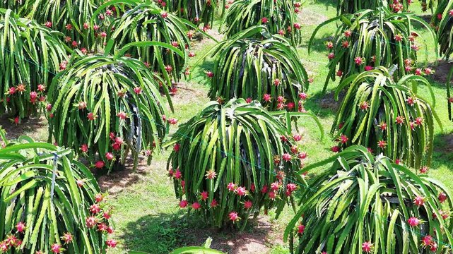 Sunny summer view of a ripe dragon fruit plantation in Vietnam. Rows of green cactus plants are covered with vibrant red dragon fruits under bright midday sunlight.