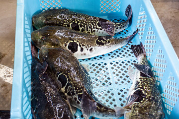 Boxfish caught at fishing port in Fukushima © SHIMA