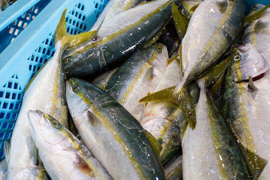 Fresh yellowtail fish piled in blue basket at fishing port