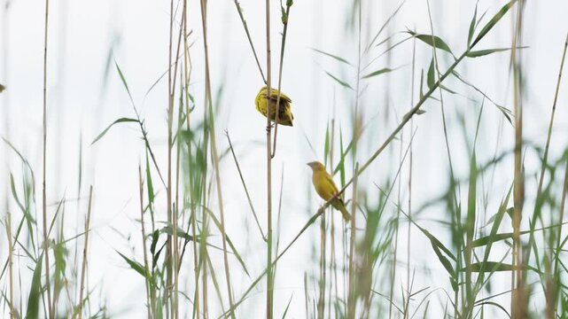 Weaver birds perched on bamboo-like reeds in dense tropical vegetation, small wild birds resting among lush green branches in natural habitat with soft light and detailed wildlife composition in