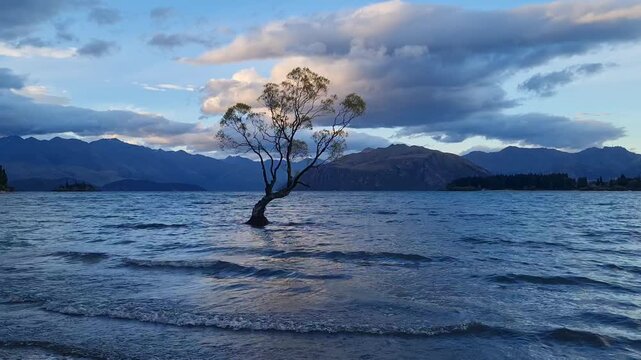 wanaka willow tree at sunset in new zealand