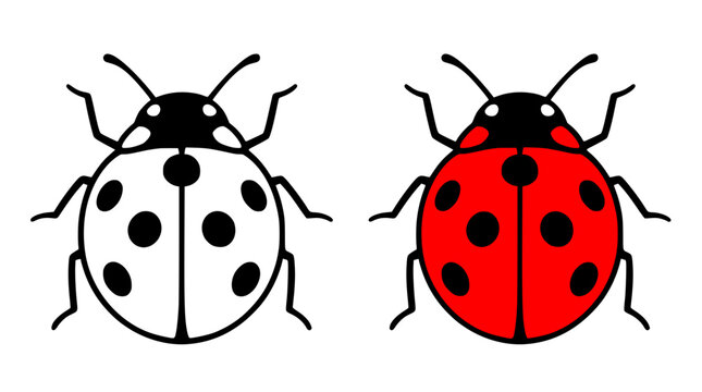 Ladybug illustration, in line art and colored design, for coloring page