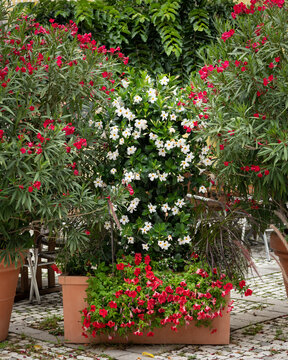 Red oleander and white mandevilla in terracotta planters Mediterranean garden courtyard