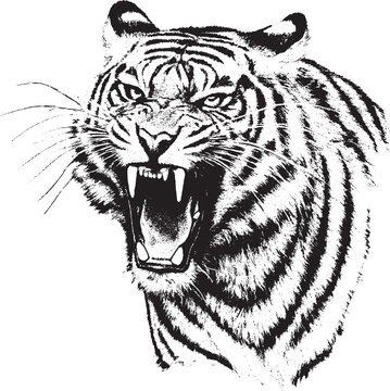 Roaring tiger head vector portrait illustration. Hand-drawn vintage engraving style black and white wild cat animal isolated on white background. Retro wildlife predator mascot.
