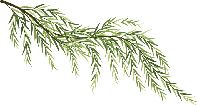 Weeping willow tree branch with long slender green leaves and drooping stems on a white background