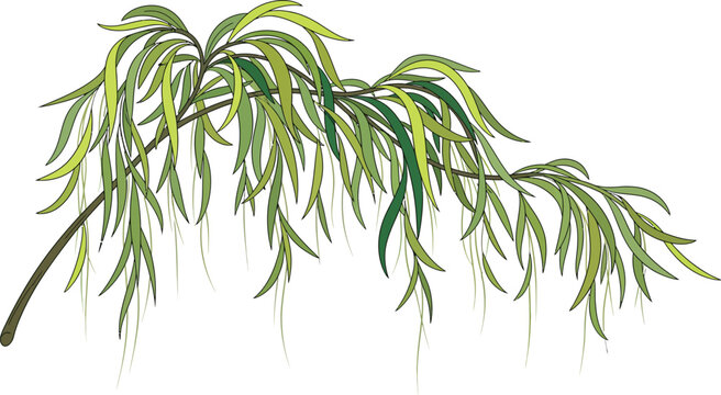 A weeping willow tree branch with long green leaves on a white background in a natural outdoor setting with serene atmosphere