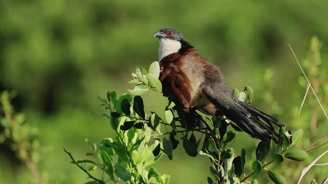 Portrait of a Senegal coucal in natural habitat, detailed close-up of exotic wild bird with rich plumage, resting calmly in warm African light, showcasing striking features in serene wildlife setting