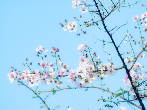 Artistic soft pink purple lagerstroemia flowers against cyan blue sky creating dreamy romantic spring blossom scene