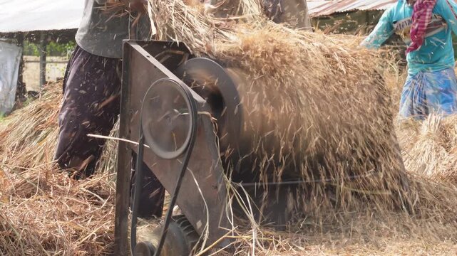 Traditional Threshing Machine Separating Grains in Rural Farm