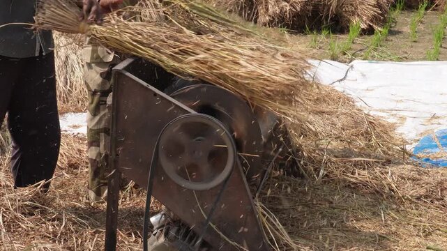Traditional Threshing Machine Separating Grains from Harvested Stalks
