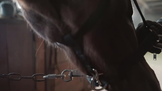 Groom secures bridle on horse in barn, hands fasten halter and buckle near chain anchor, soft sunlight and dust, close training session with tandem instruction and careful tack fit